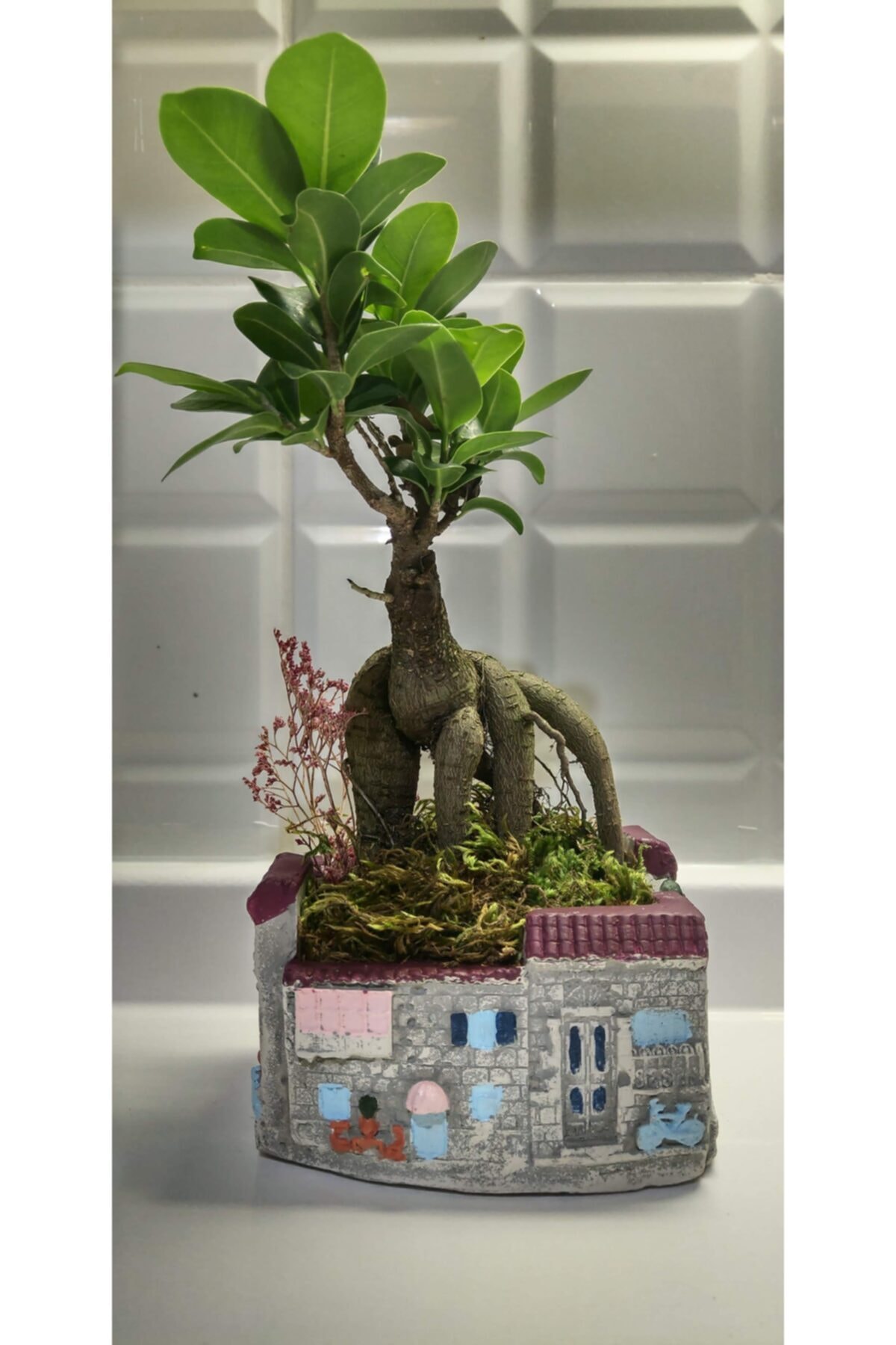 EYLÜL SUKULENT Dekoratif Ev Model Saksıda Bonsai Tasarımı